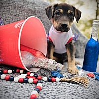 adopt a pet