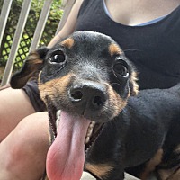 adopt a pet