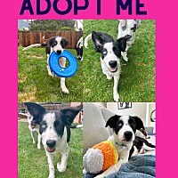 adopt a pet