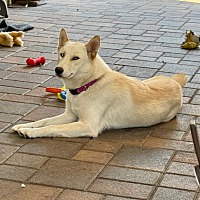 adopt a pet