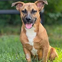 adopt a pet