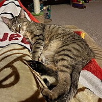 adopt-pet
