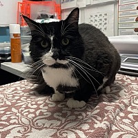 adopt a pet
