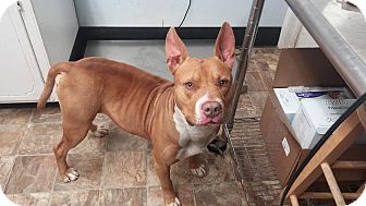 thai ridgeback pitbull mix