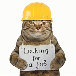 Thumbnail photo of Working Cats (Sponsored Fee) #1