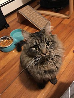 Adopt A Pet Petsmart Charities