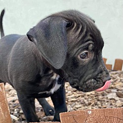 Thumbnail photo of Adorable Pit lab pups #2