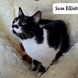 Photo of Sam Elliot (Elliott)