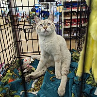 adopt a pet