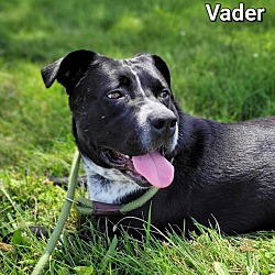 Photo of Vader