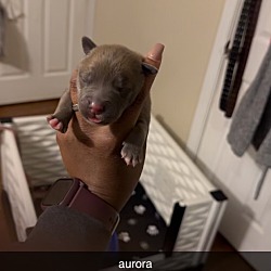 Photo of Aurora