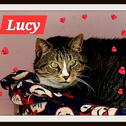 Thumbnail photo of Lucy -  Silly Gal, Snuggler #2