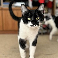 adopt a pet