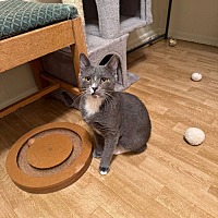 adopt a pet