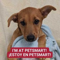 adopt a pet