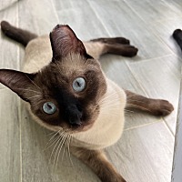 adopt a pet