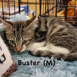 Thumbnail photo of Buster #2