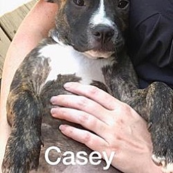 Thumbnail photo of Casey-ADOPTED! #4