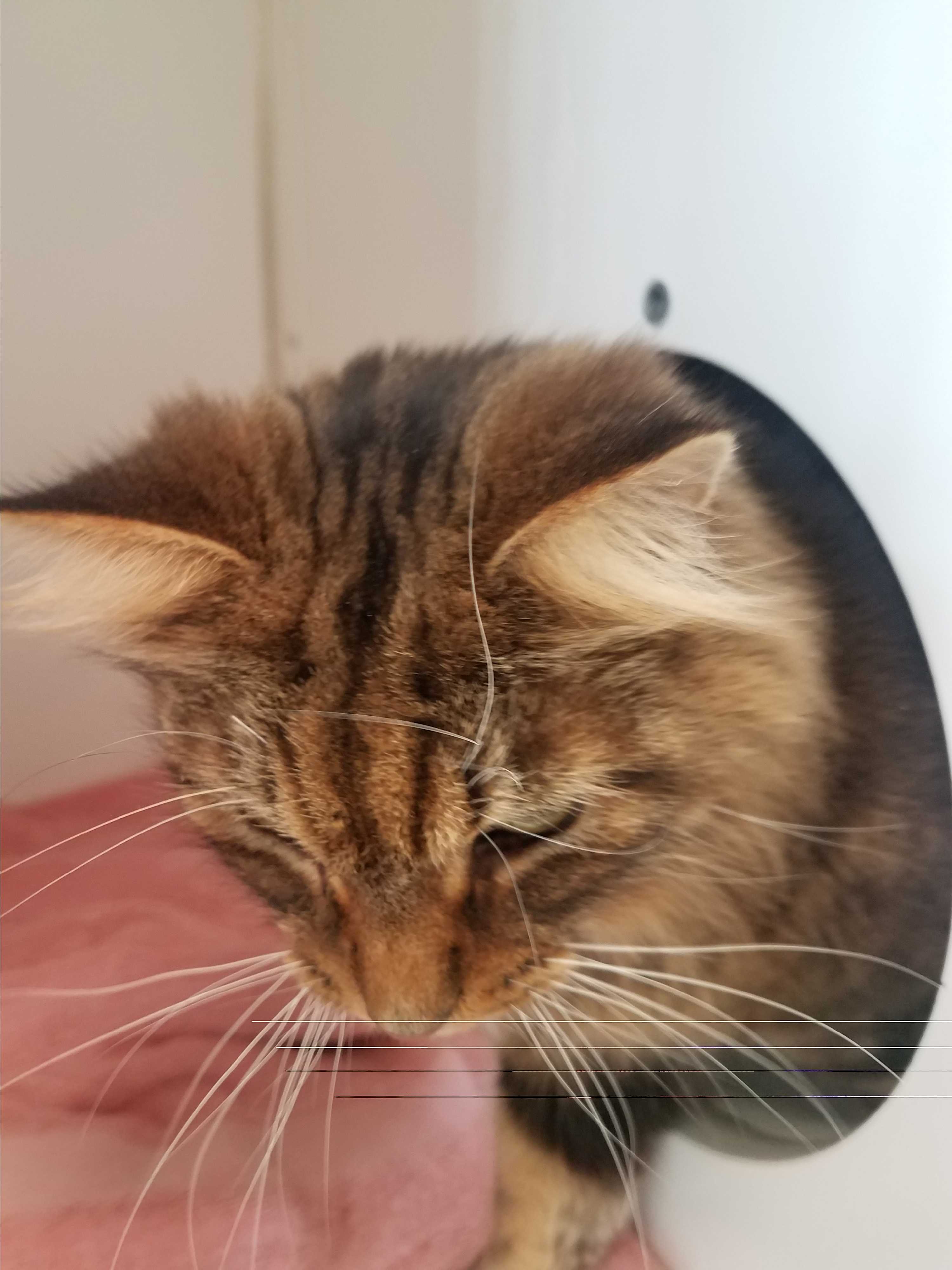 Indianapolis In Maine Coon Meet Jimmy A Pet For Adoption