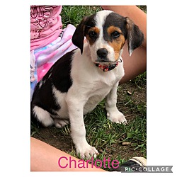 Photo of Charlotte