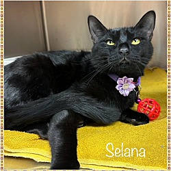 Thumbnail photo of SELANA (R) see also Sierra #1