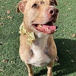 Thumbnail photo of Ava - $75 Adoption Fee! Diamond Dog! #2