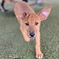 adopt a pet