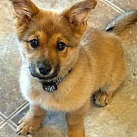 adopt-pet