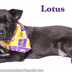 Thumbnail photo of Lotus #4