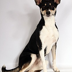 Photo of Skyler Girl TerrierMix