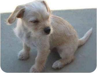 wire fox terrier mix puppies