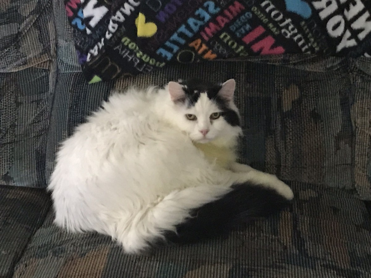 Adopt Frosty A Black & White Or Tuxedo Turkish Van Cat In ...