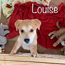 Thumbnail photo of Louise #1