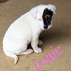 Thumbnail photo of Lollie~adopted! #1
