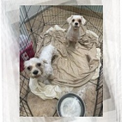 Thumbnail photo of Adopted!!Emmitt and Fiona - NC #2
