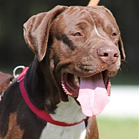 adopt a pet