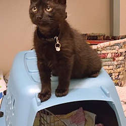 Photo of Soot (See sister Sprite too, trying to adopt as a pair!)