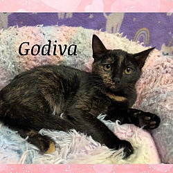 Photo of Godiva