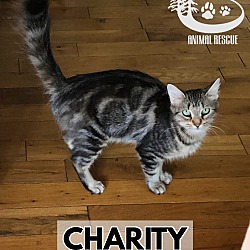 Thumbnail photo of Charity #1