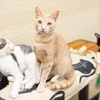 adopt a pet