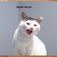 adopt-pet