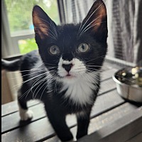 adopt a pet