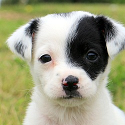 Thumbnail photo of Mipsy~adopted! #1