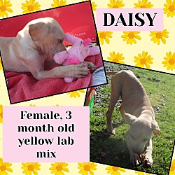 Photo of Daisy