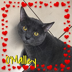 Thumbnail photo of O'Malley #1
