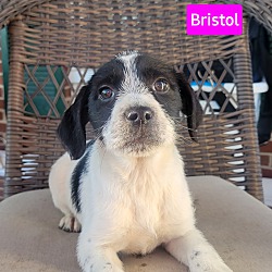 Thumbnail photo of Bristol #2