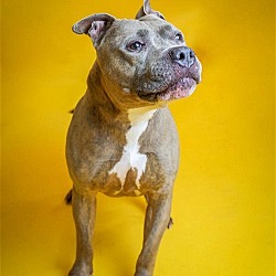 Photo of King - $75 Adoption Fee!  Diamond Dog!