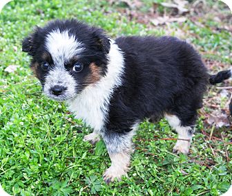 Starkville Ms Australian Shepherd Meet Montana A Pet For Adoption