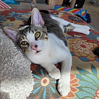 adopt a pet
