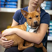 adopt a pet